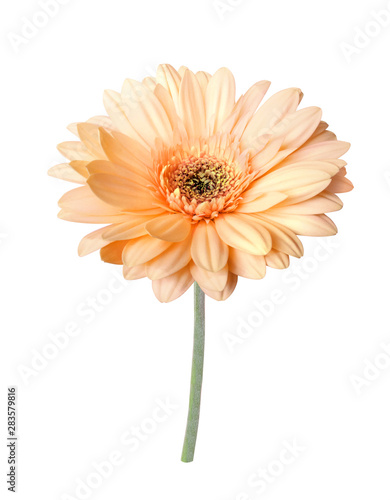 single cream tender gerbera flower