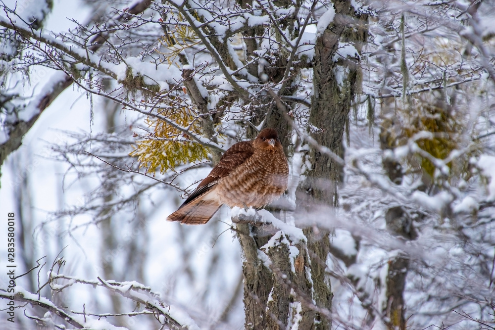 ave en árbol con nieve
