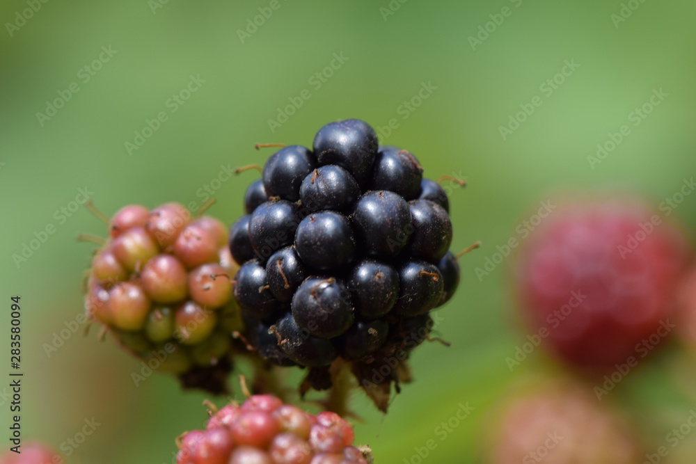 wild blackberries - waiting to be harvested wild blackberries - waiting to be harvested