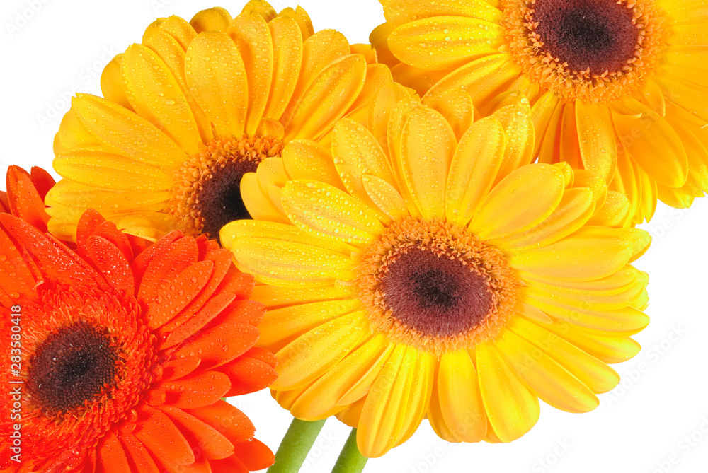 orange flowers isolated on white background orange flowers isolated on white background