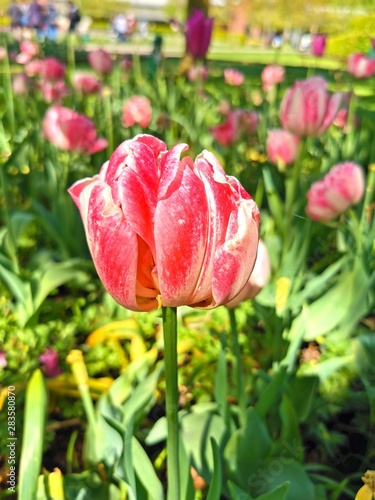  The flower garden at Keukenhof  that is one of the world s largest flower gardens  situated in Lisse  Netherlands