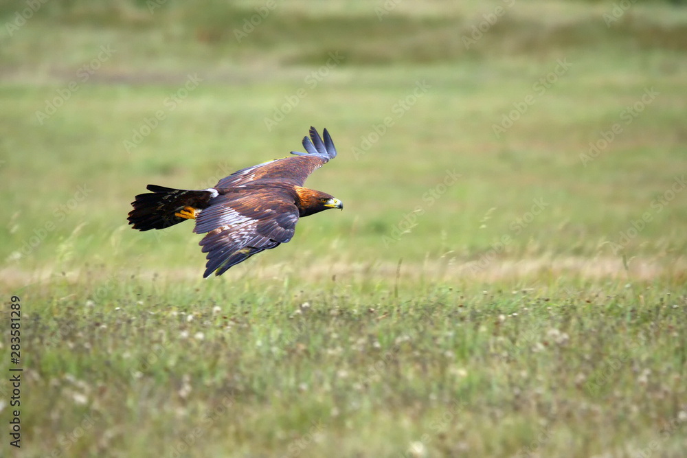 The golden eagle (Aquila chrysaetos) flying over the meadow. Male golden eagle flying in the Spanish mountains. The golden eagle (Aquila chrysaetos) flying over the meadow. Male golden eagle flying in the Spanish mountains.