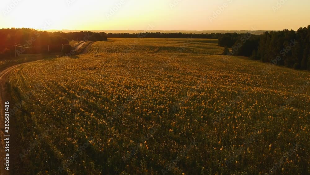 AERIAL VIEW: Field of sunflowers at sunset AERIAL VIEW: Field of sunflowers at sunset