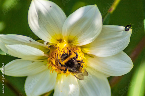 A bee collects pollen from a white flower under the supervision of a small beetle.