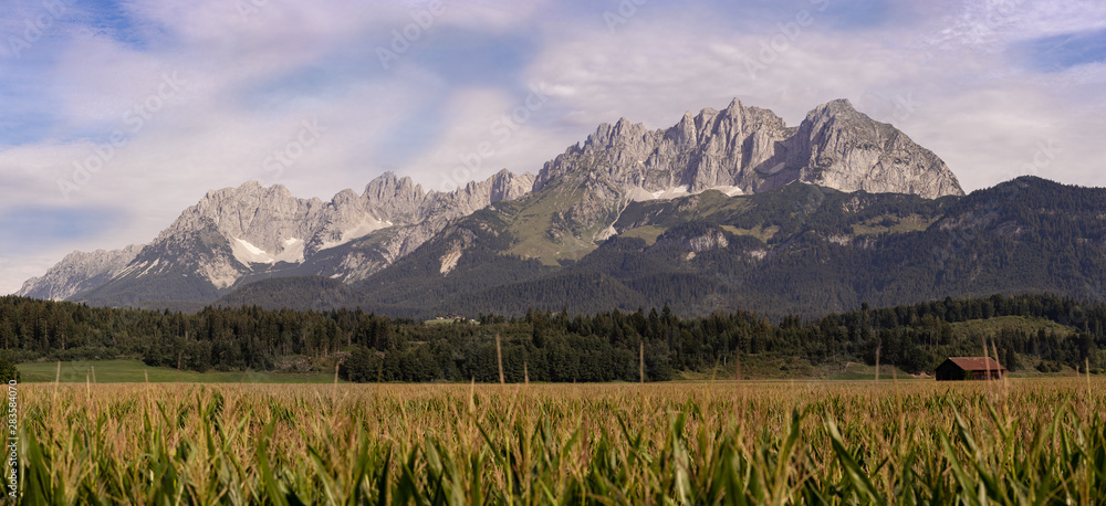 Fototapeta premium Wilder Kaiser im Maisfeld Panorama