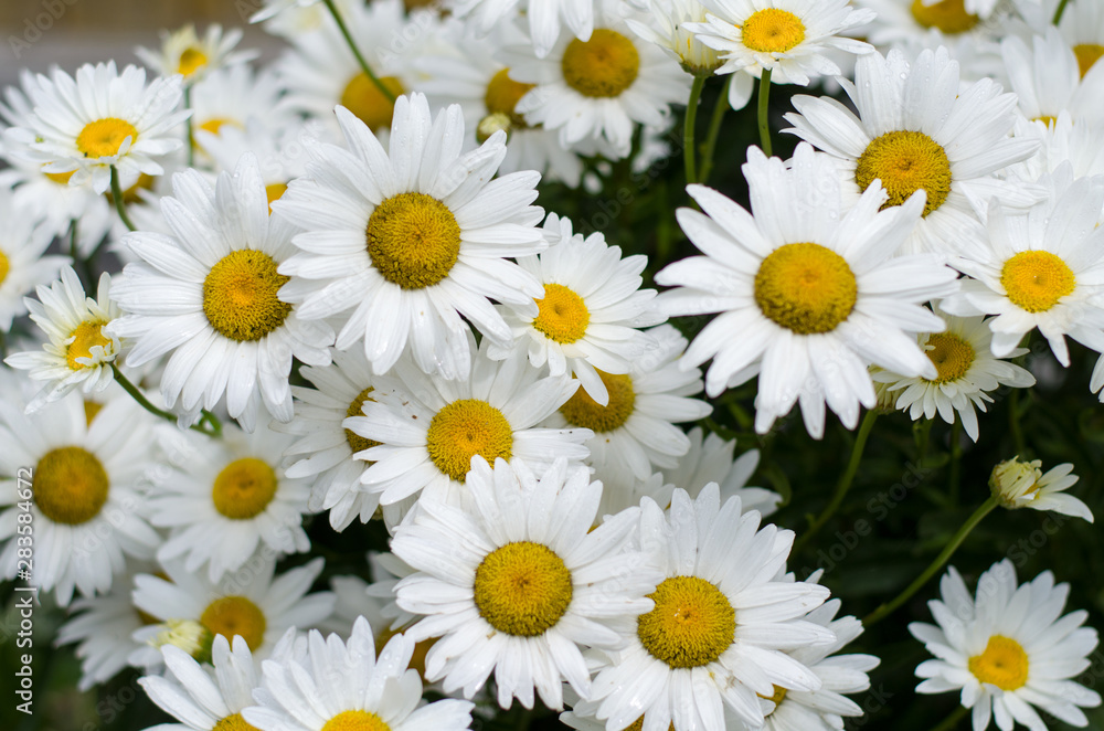 Large white daisies in the garden Large white daisies in the garden
