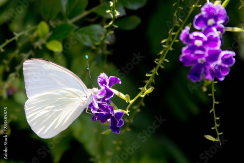 butterfly on a flower © casey