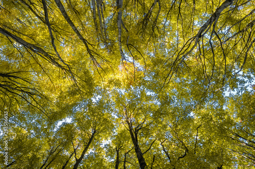 Looking up the trees in autumn forest