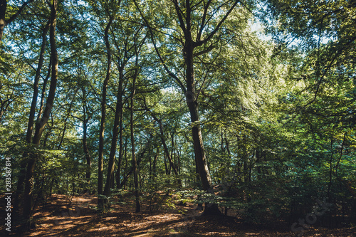 typical forest scene near the baltic sea