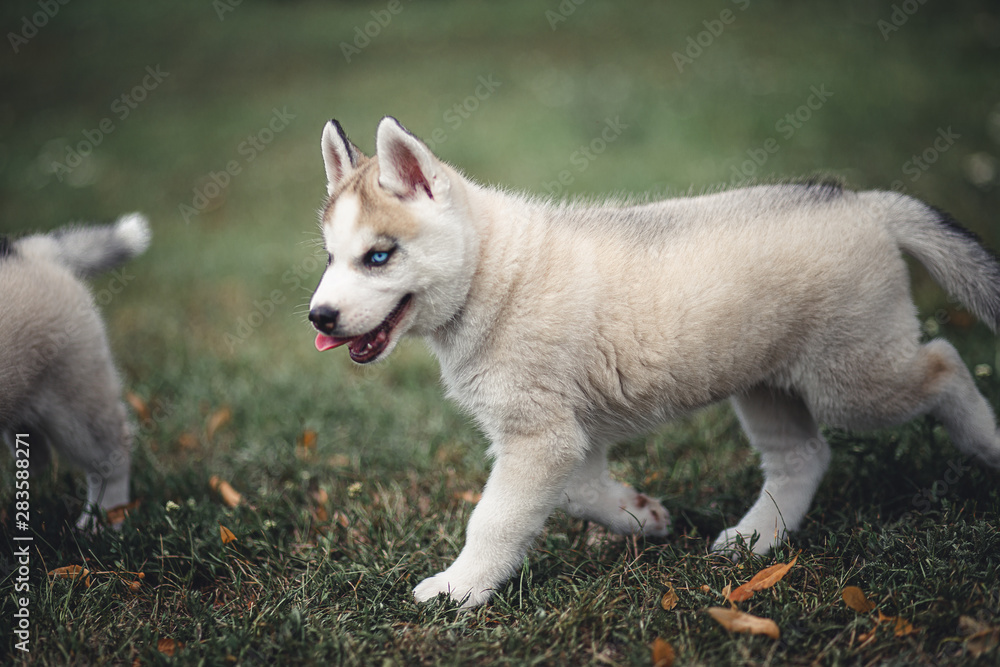 Husky puppy Husky puppy