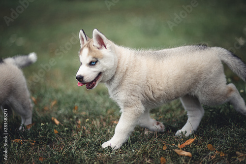 Husky puppy