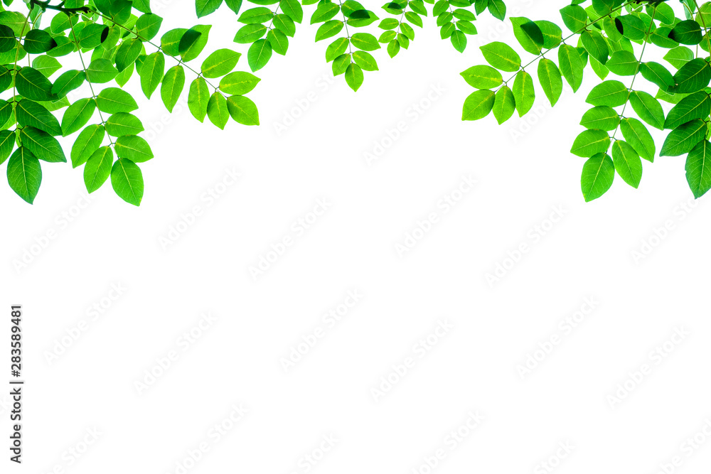 Fresh nature green leaves isolated on white background. Closeup nature view of green leaf. with blank copy space using as background natural green Fresh nature green leaves isolated on white background. Closeup nature view of green leaf. with blank copy space using as background natural green