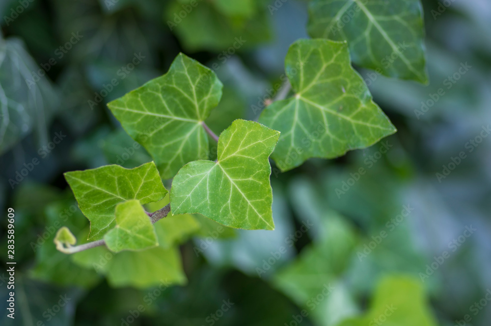 Hedera helix detail of green leaves, poison ivy evergreen plant, green foliage on branches - obrazy, fototapety, plakaty 