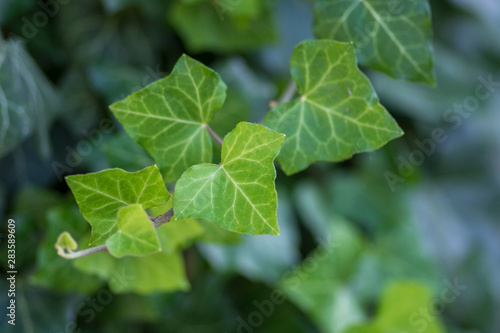 Fototapeta Hedera helix detail of green leaves, poison ivy evergreen plant, green foliage o