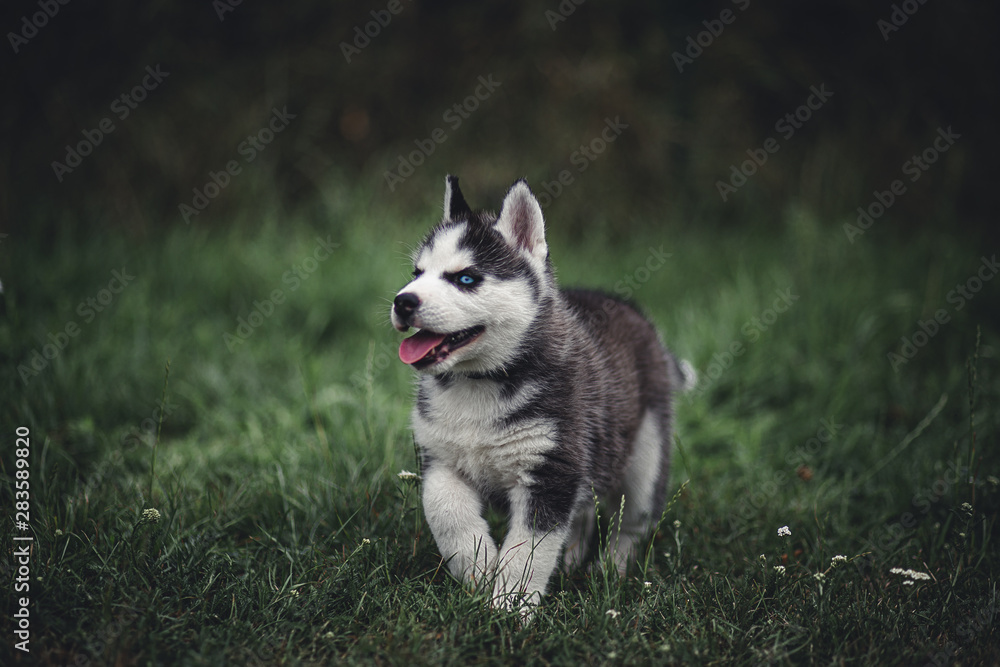 siberian husky puppy siberian husky puppy