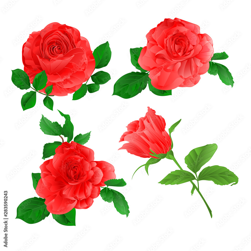 Roses set pink twig with leaves watercolor set four on a white background vintage vector illustration editable hand draw Roses set pink twig with leaves watercolor set four on a white background vintage vector illustration editable hand draw