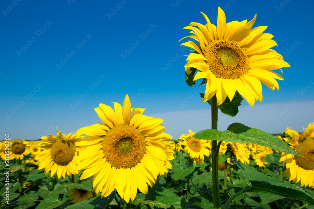 Sunflower field with cloudy blue sky Sunflower field with cloudy blue sky