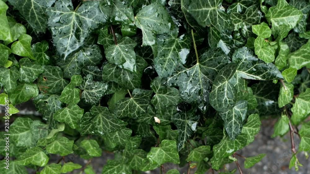 Wet green ivy leaves swaying in the wind Wet green ivy leaves swaying in the wind