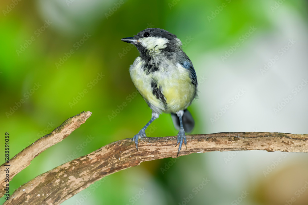 birds birds