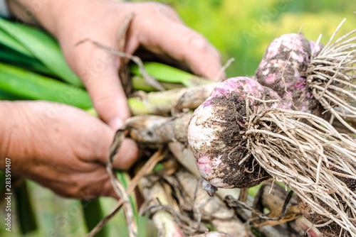 Farmer holding garlic from the soil. Vegetables from local farming, organic produce harvested from the garden. Fall harvest.