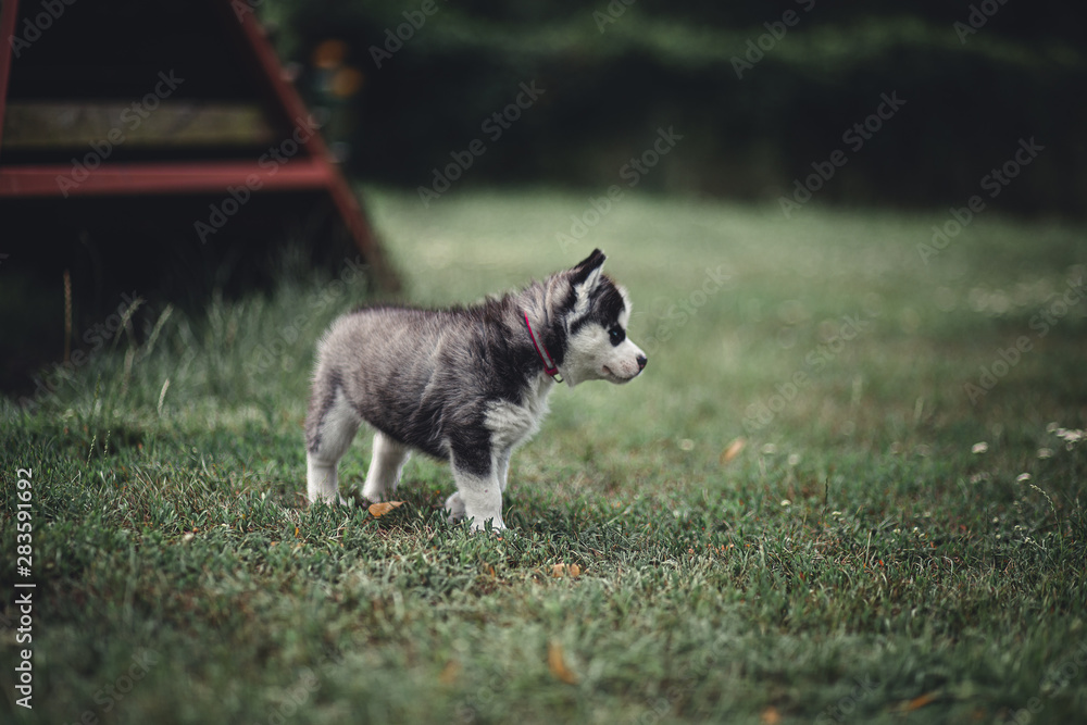 siberian husky puppy