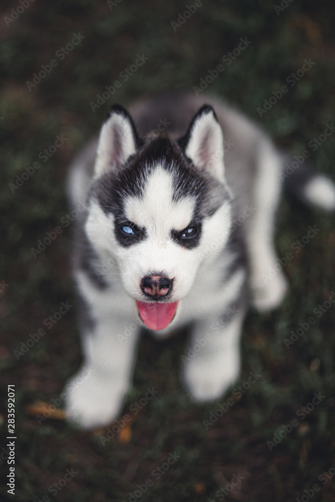 Siberian Husky Puppies