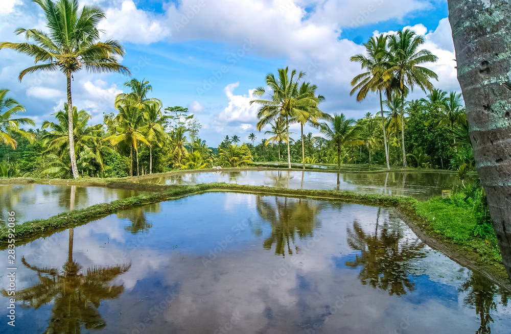 A view of rice fields reflection and palm trees on a clear and sunny day in Bali, Indonesia. Asia