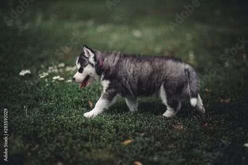 Siberian Husky Puppies © martynanysk