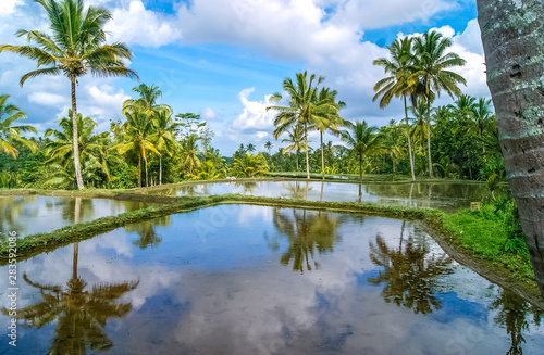 A view of rice fields reflection and palm trees on a clear and sunny day in Bali, Indonesia. Asia