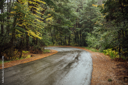  Wet road surrounded by the Patagonian forest, in the Circuito Chico de Bariloche, in the province of Rio Negro, Argentina