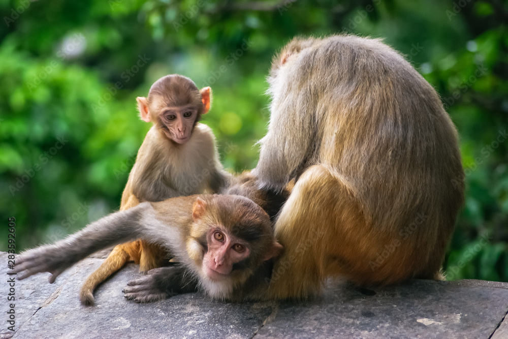 Monkey scratching other monkeys back in a temple in Katmandu Nepal