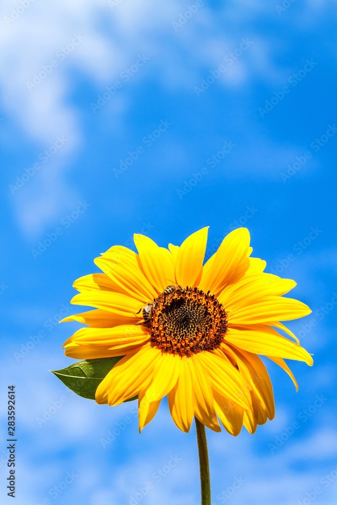 Sunflower and bee. Growing sunflower oil. Agricultural crops. Hot summer day. Sunflower and bee. Growing sunflower oil. Agricultural crops. Hot summer day.