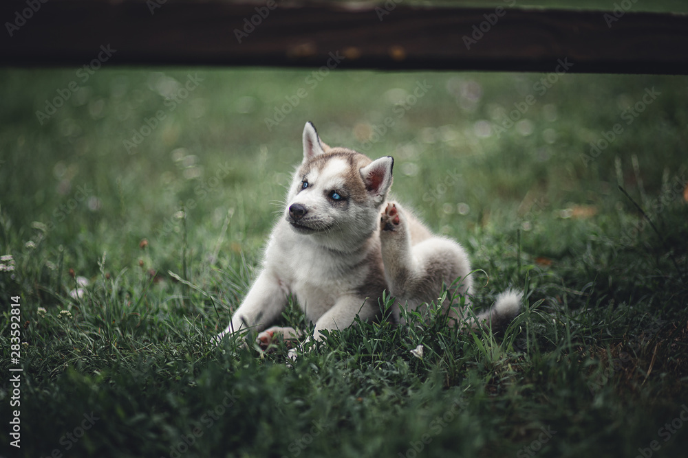 siberian husky puppy siberian husky puppy