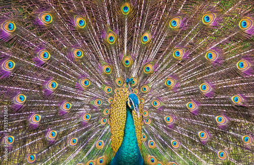 Tail of the peacock very colorful in the zoo in singapore