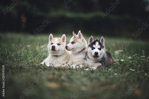 Siberian Husky Puppies © martynanysk