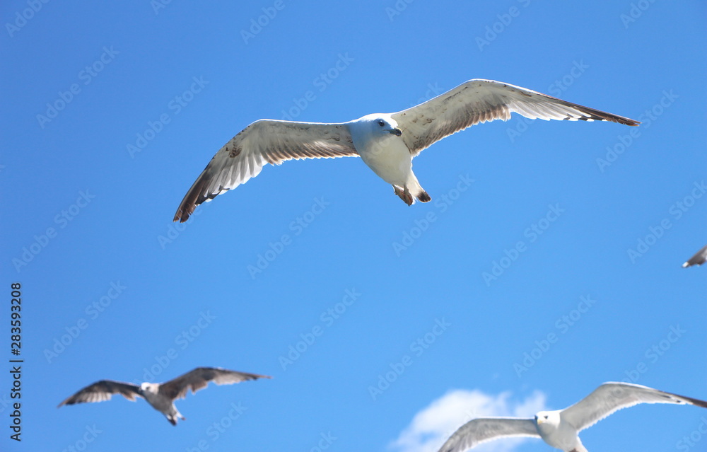 Obraz premium Seagulls