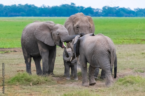 A family of elephants  with a baby waiting to be nourishing  in the savannah in Africa