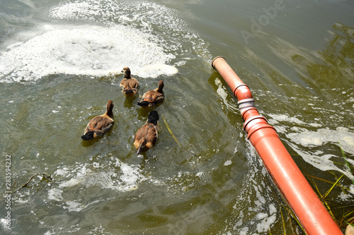 Feeding a duck and her ducklings on a pond in Europe