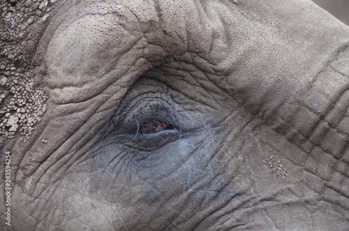 eye of an elephant