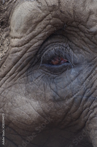 eye of an elephant