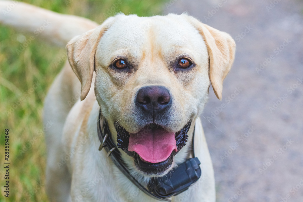 Young Labrador dog with electronic collar looking straight into the camera_