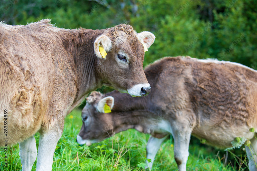 Kühe - Kälbchen - niedlich - Sommer - Allgäu Kühe - Kälbchen - niedlich - Sommer - Allgäu