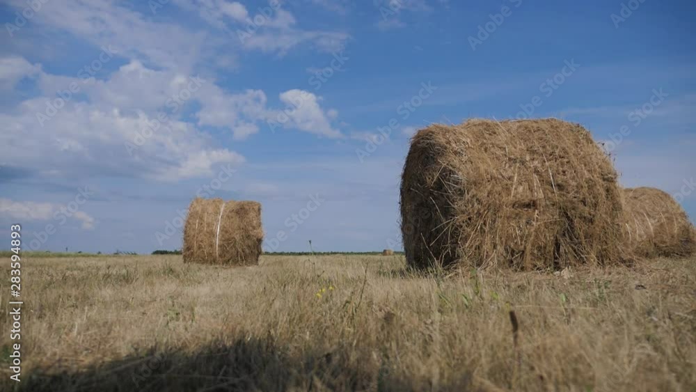 agriculture lifestyle farming concept slow motion video. haystacks on wheat field under the beautiful blue cloudy sky. Agriculture field with sky. Rural nature in the farm land. Straw on the meadow agriculture lifestyle farming concept slow motion video. haystacks on wheat field under the beautiful blue cloudy sky. Agriculture field with sky. Rural nature in the farm land. Straw on the meadow