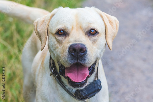 Young Labrador dog with electronic collar looking straight into the camera_
