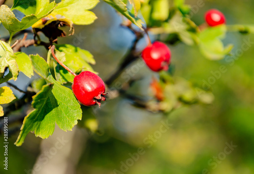 healthy berries of hawthorn,