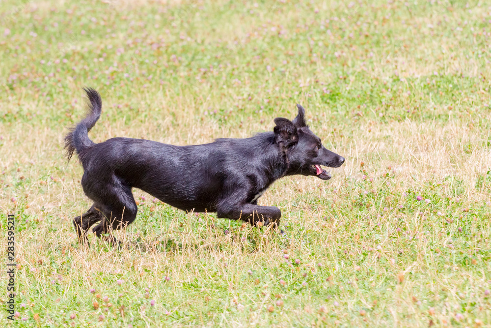 Black dog running fast across the field_ Black dog running fast across the field_