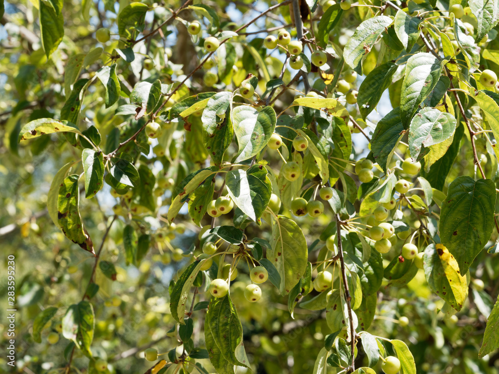 (Malus baccata) Branches and foliage of Siberian crabapple with unripe light green cherries