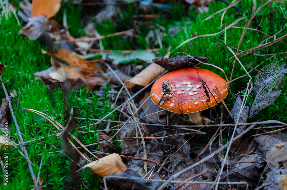 mushroom is not edible, mushroom with a red cap grows mushroom is not edible, mushroom with a red cap grows
