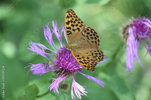 Schmetterling © bestfoto95