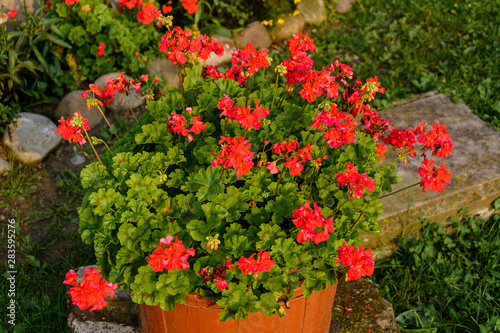 Fototapeta Naklejka Na Ścianę i Meble -  Red geranium garden and house flowers, closeup shot of geranium flowers.